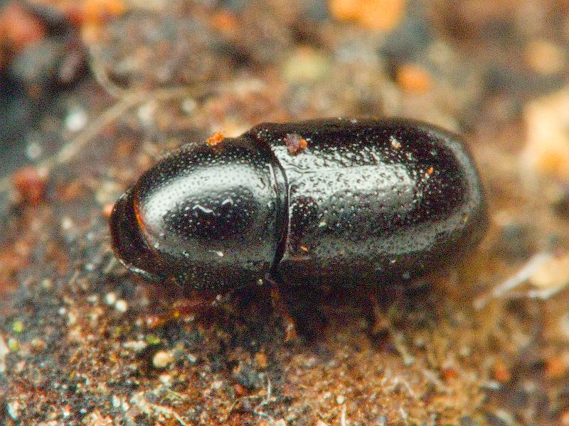 Cis jacquemartii Mellie, 1848